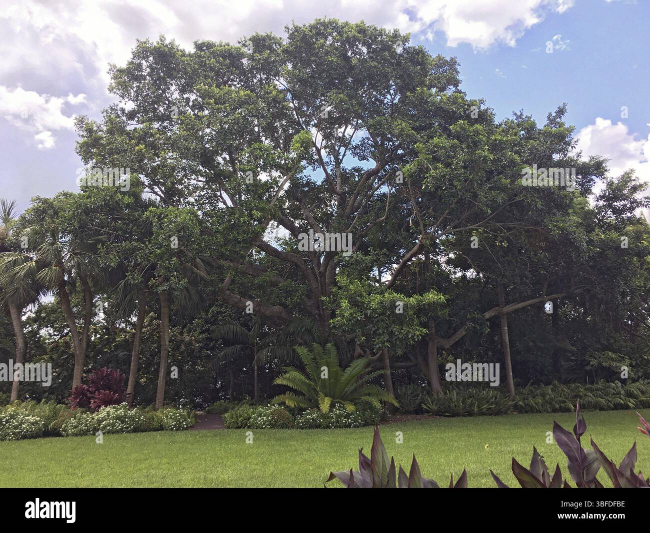 Fico della Florida (Ficus aurea) Foto Stock