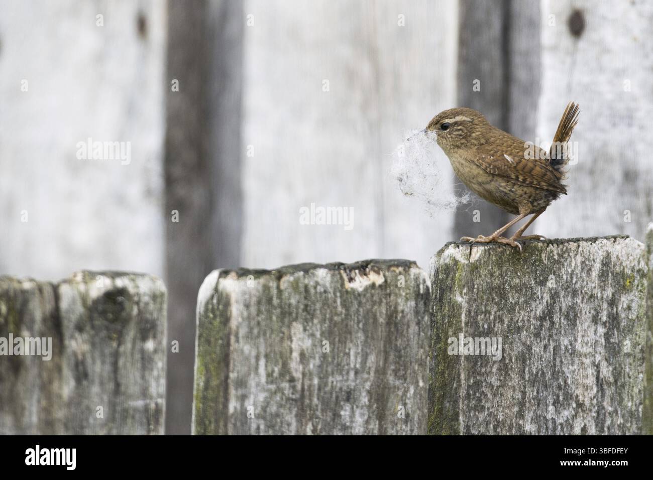 Wren con materiale di nidificazione (Troglodytes troglodytes) Foto Stock