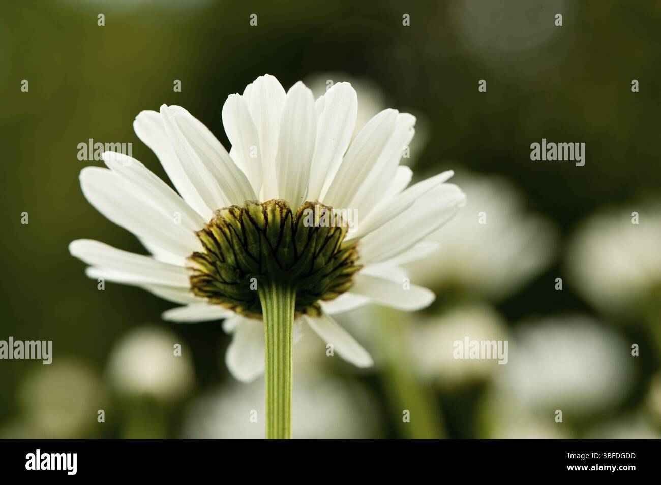 Margherite (Leucanthemum) Foto Stock