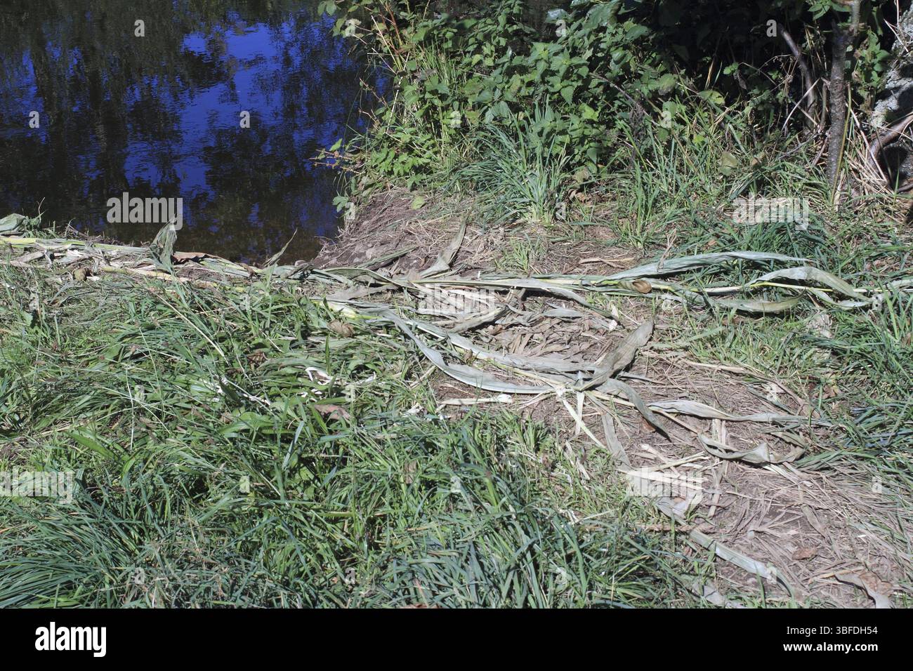 Danni al castoro nei campi di mais (fibra di colata) Foto Stock