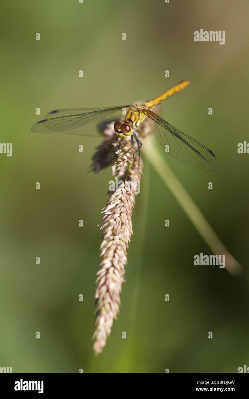 Libellula della brughiera rossa (Sympetrum sanguineum) Foto Stock