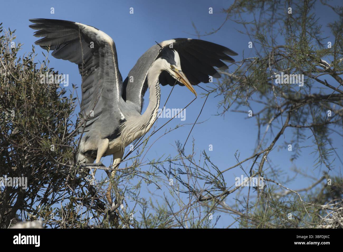 Aironi grigi che trasportano materiale di nidificazione (Ardea cinerea) Foto Stock