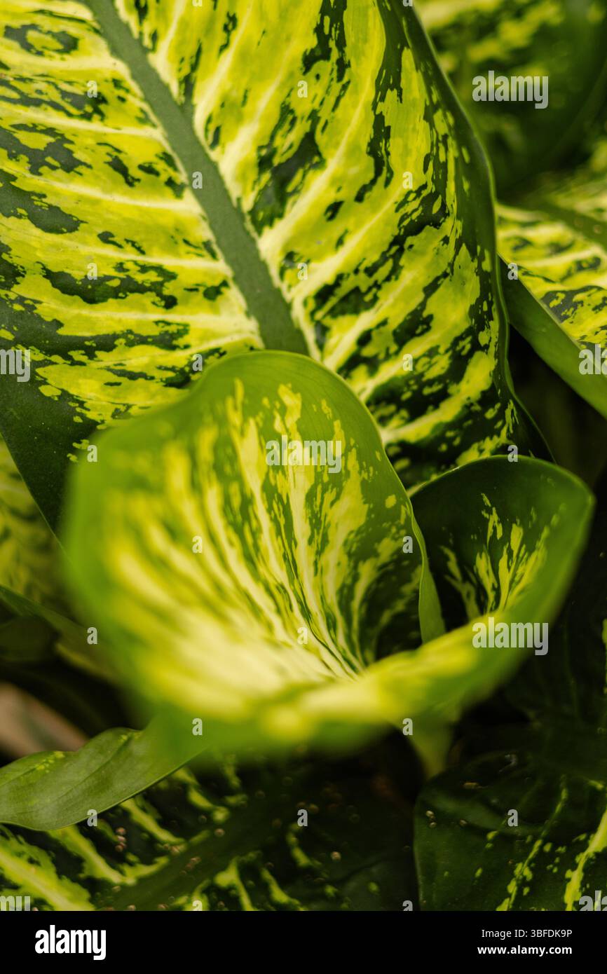 Esplorando la vivace vegetazione in un vivaio di alberi Foto Stock
