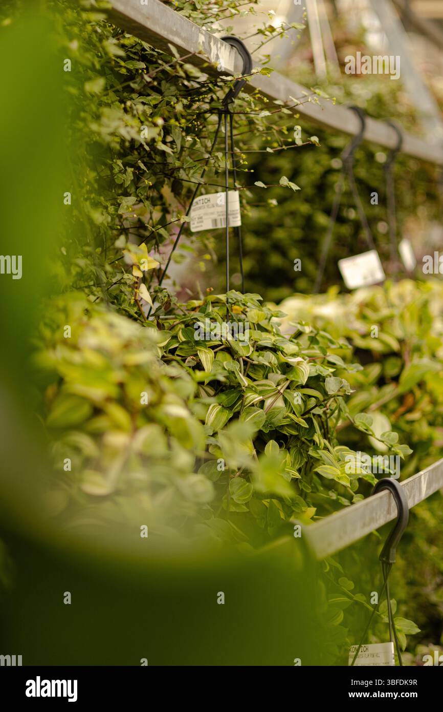 Vivaio pieno di lussureggianti piante verdi pronto per la semina Foto Stock