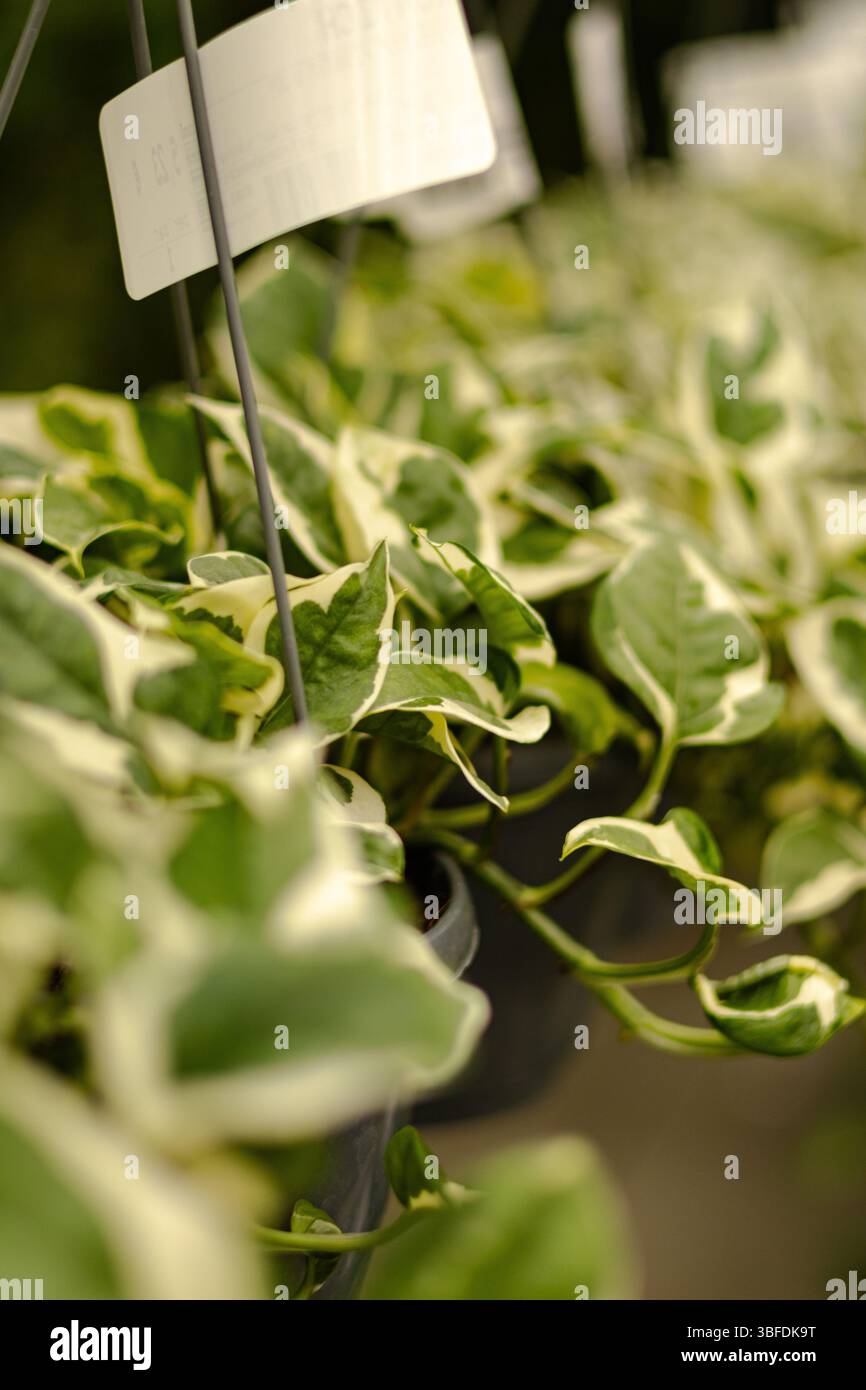 Piante verdi e sane che prosperano in un ambiente Tree Nursery Foto Stock
