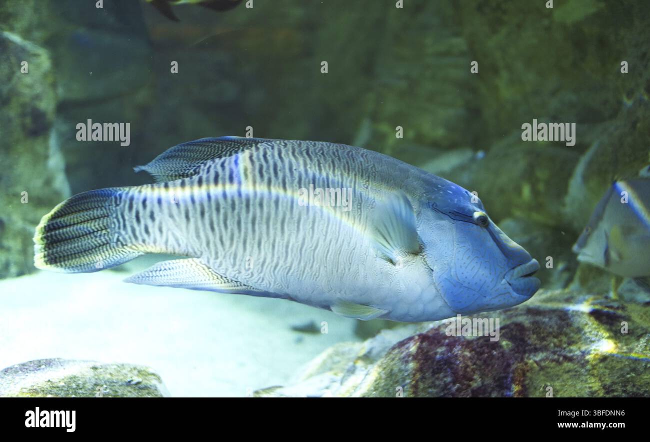 Un medico blu nel suo serbatoio Foto Stock