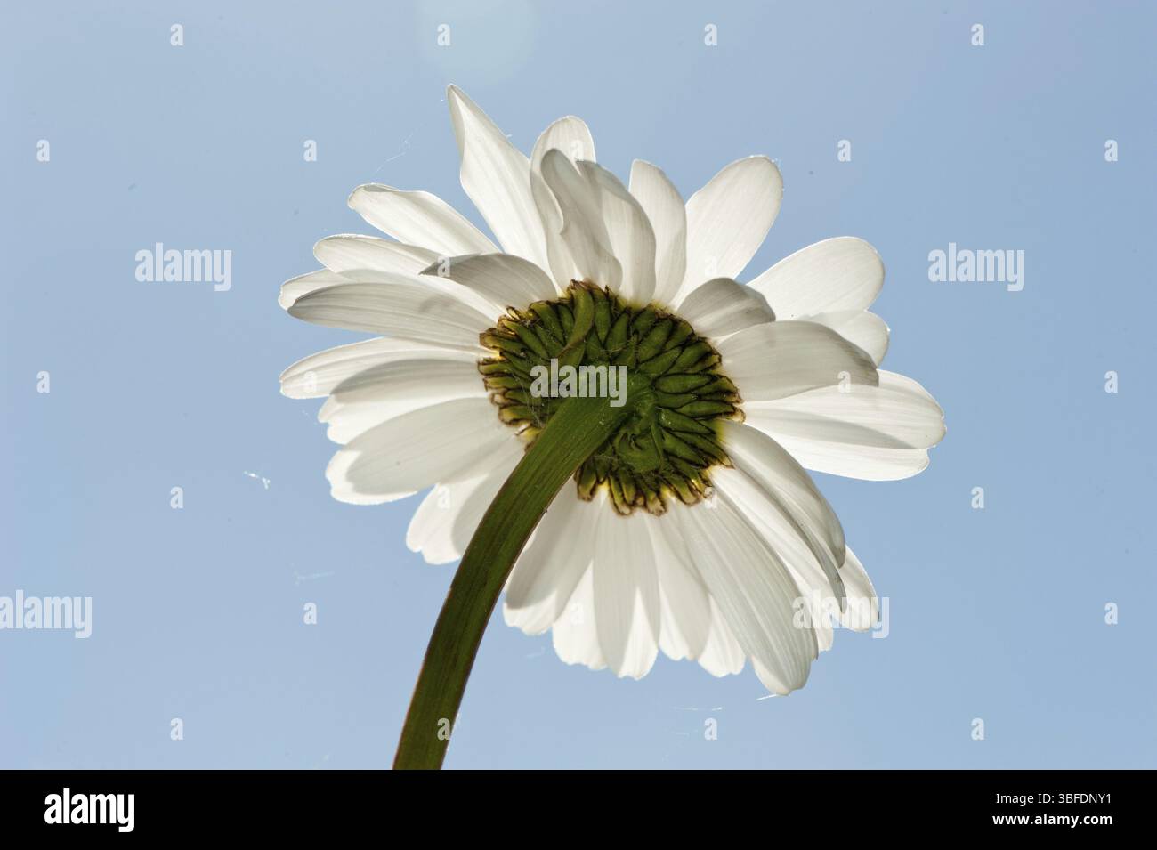 Margherite (Leucanthemum) Foto Stock