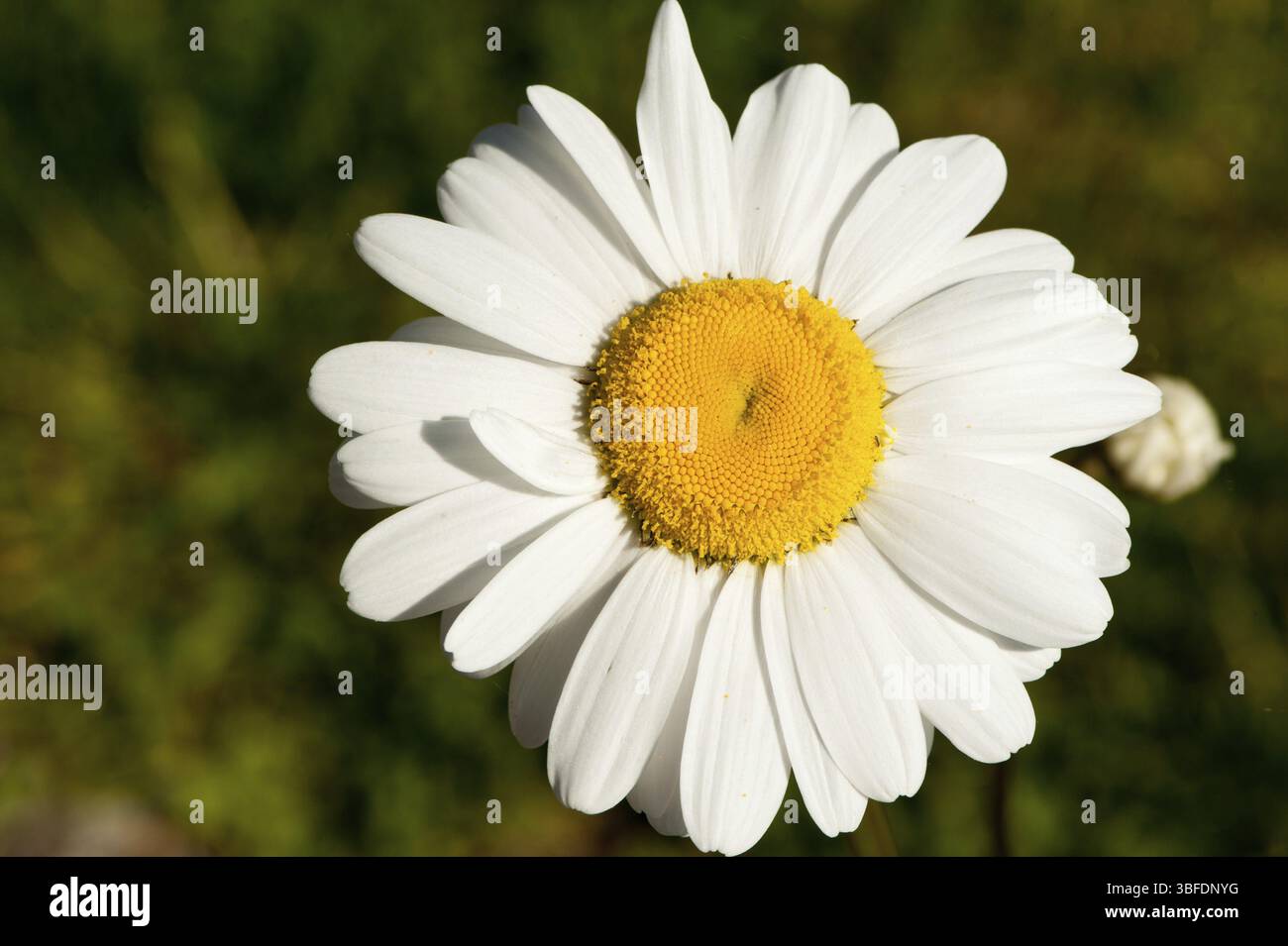 Margherite (Leucanthemum) Foto Stock