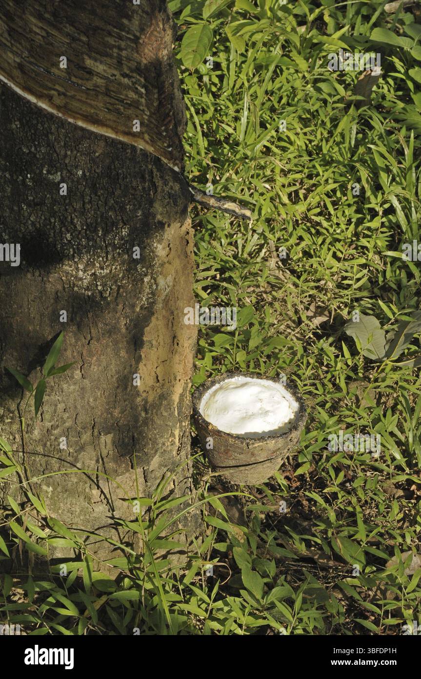 Produzione di gomma (Hevea brasiliensis) Foto Stock