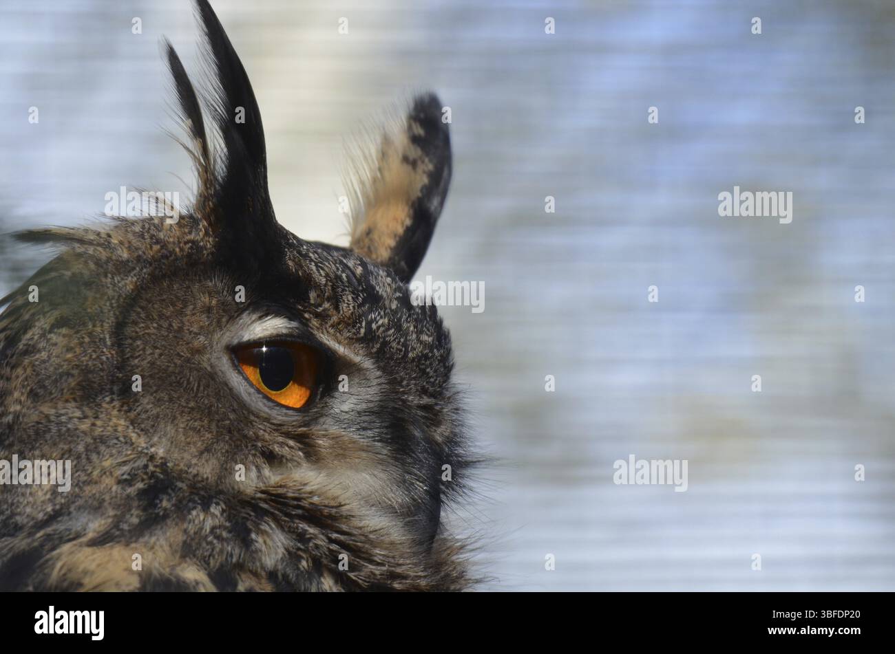 Gufo eurasiatico (bubo bubo) (bubo bubo) Foto Stock