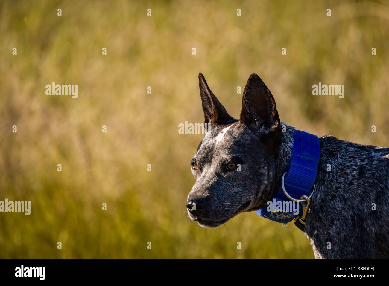 ritratto di un cane heeler blu da vicino Foto Stock
