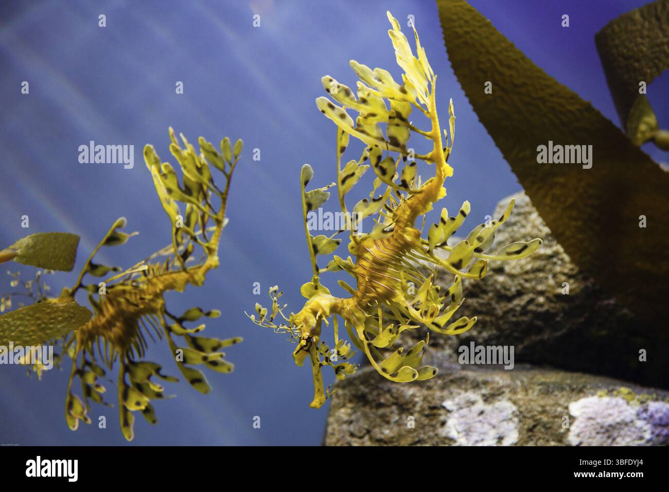 Monterey Aquarium Foto Stock