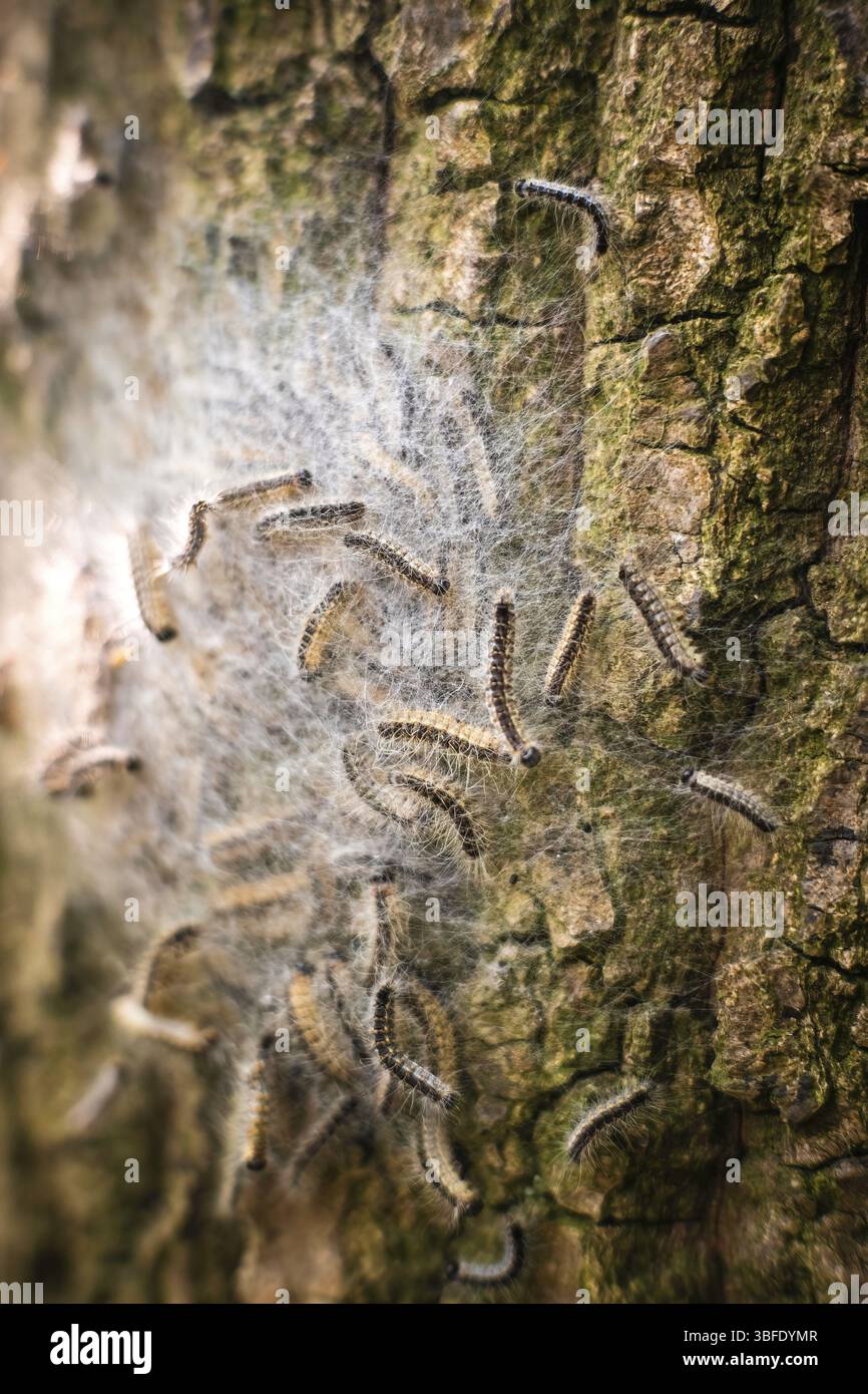 Nido di ragni processionari di quercia su una quercia a Duesseldorf, Germania, Europa Foto Stock