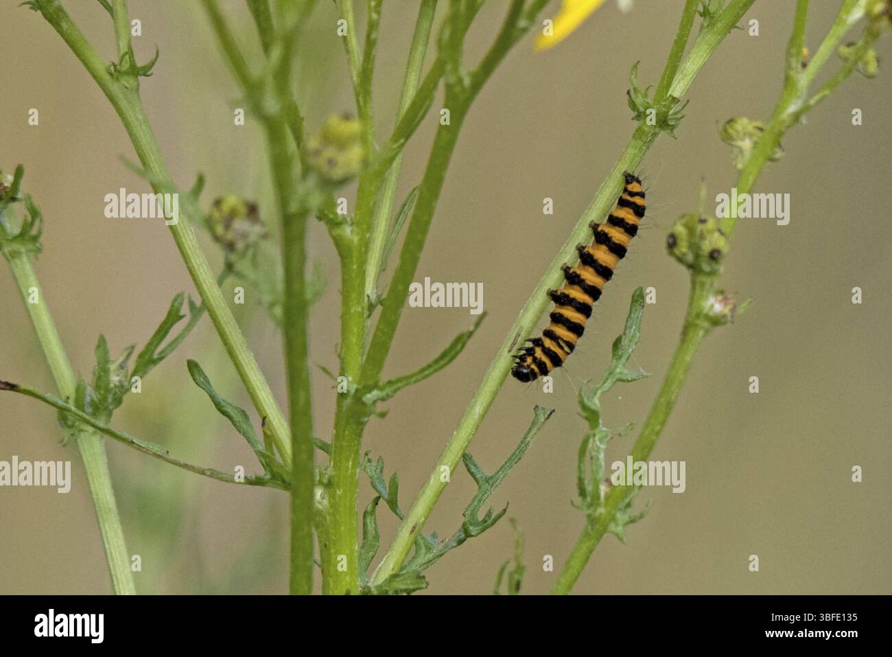 Giacobbe weevil caterpillar (Tyria jacobaeae) Foto Stock