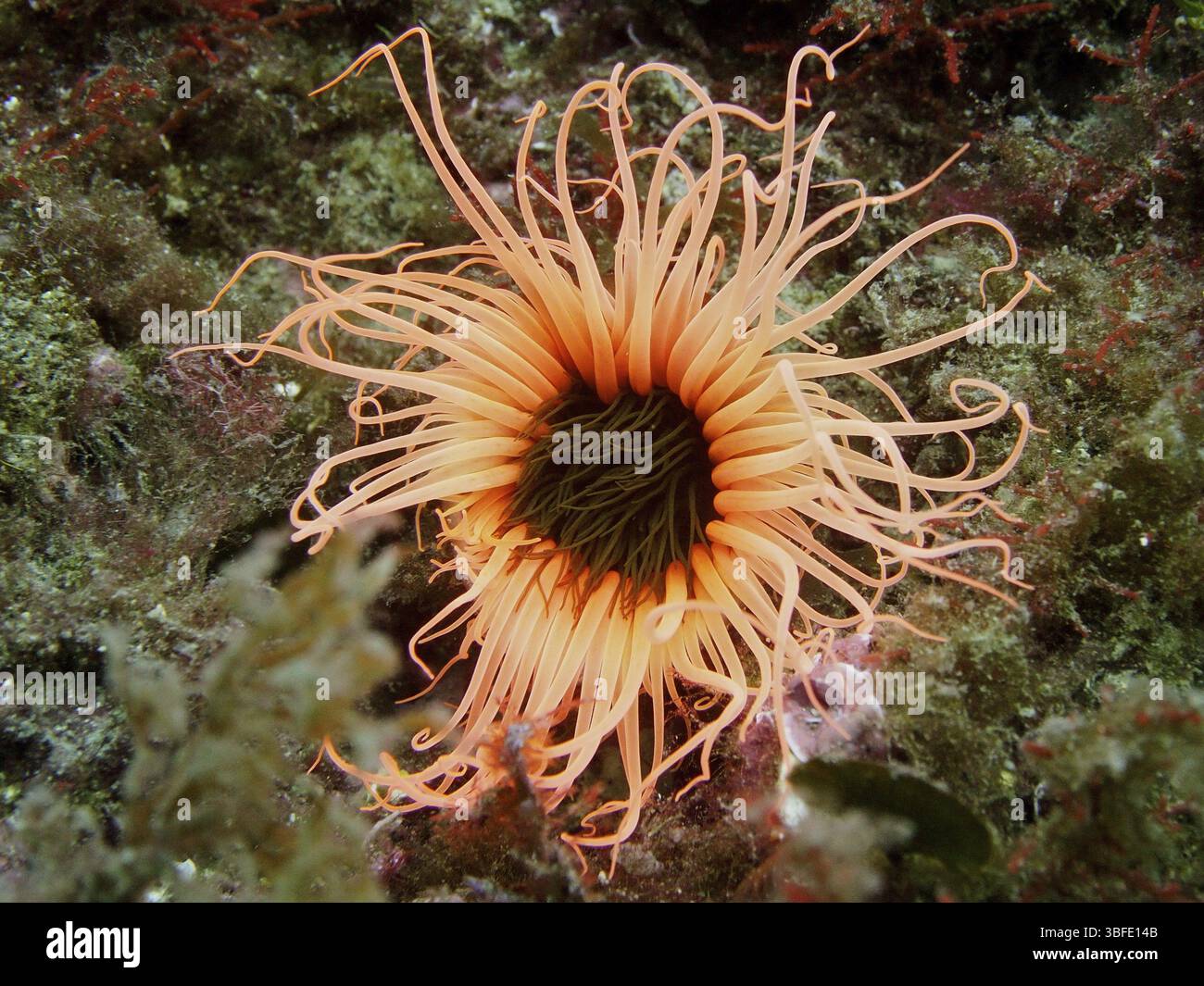 Rosa cilindrica (Cerianthus membranaceus) Foto Stock