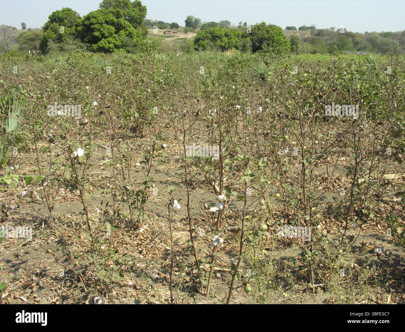 Cespuglio di cotone, cotone comune (Gossypium herbaceum) Foto Stock