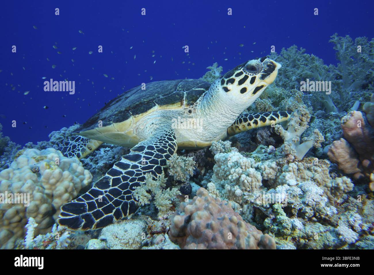 Hawksbill tartaruga di mare (Eretmochelys imbricata) Foto Stock