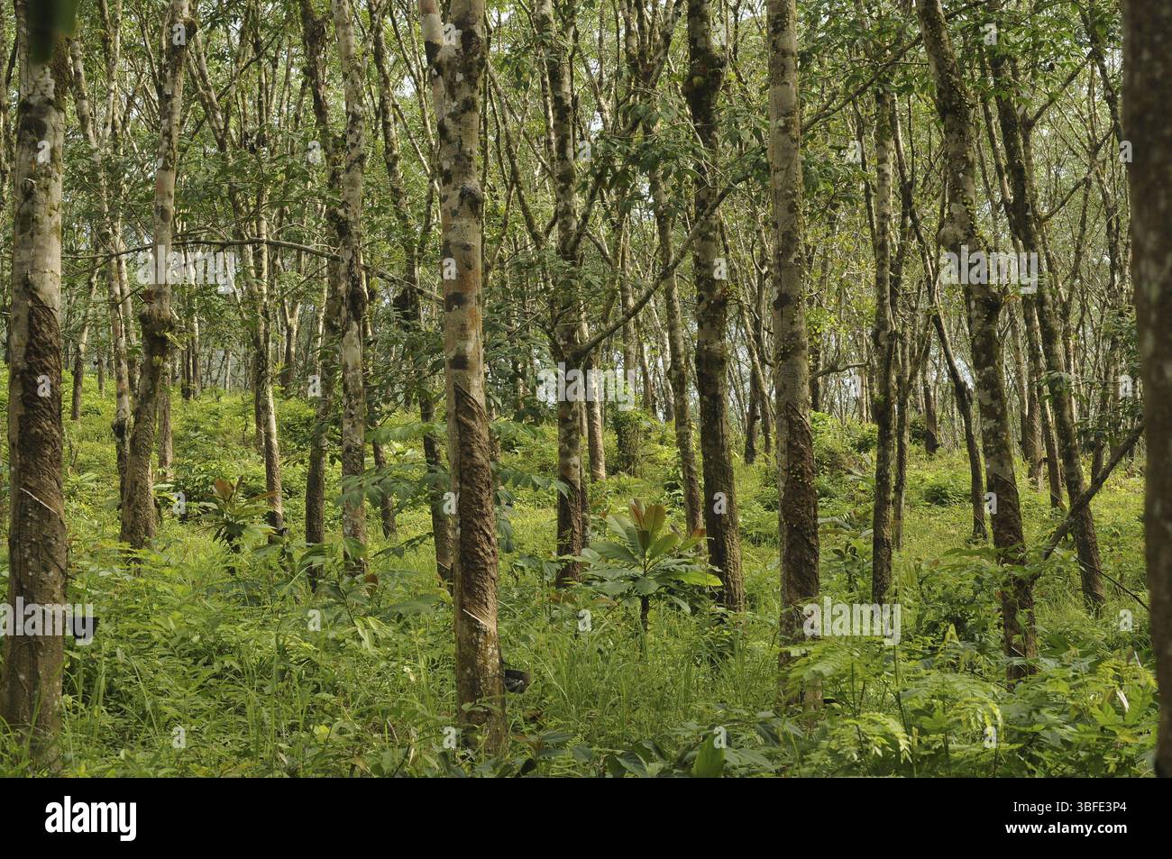 Produzione di gomma, piantagione (Hevea brasiliensis) Foto Stock