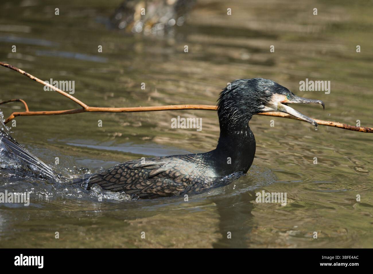 Cormorano (Phalacrocorax carbo) Foto Stock