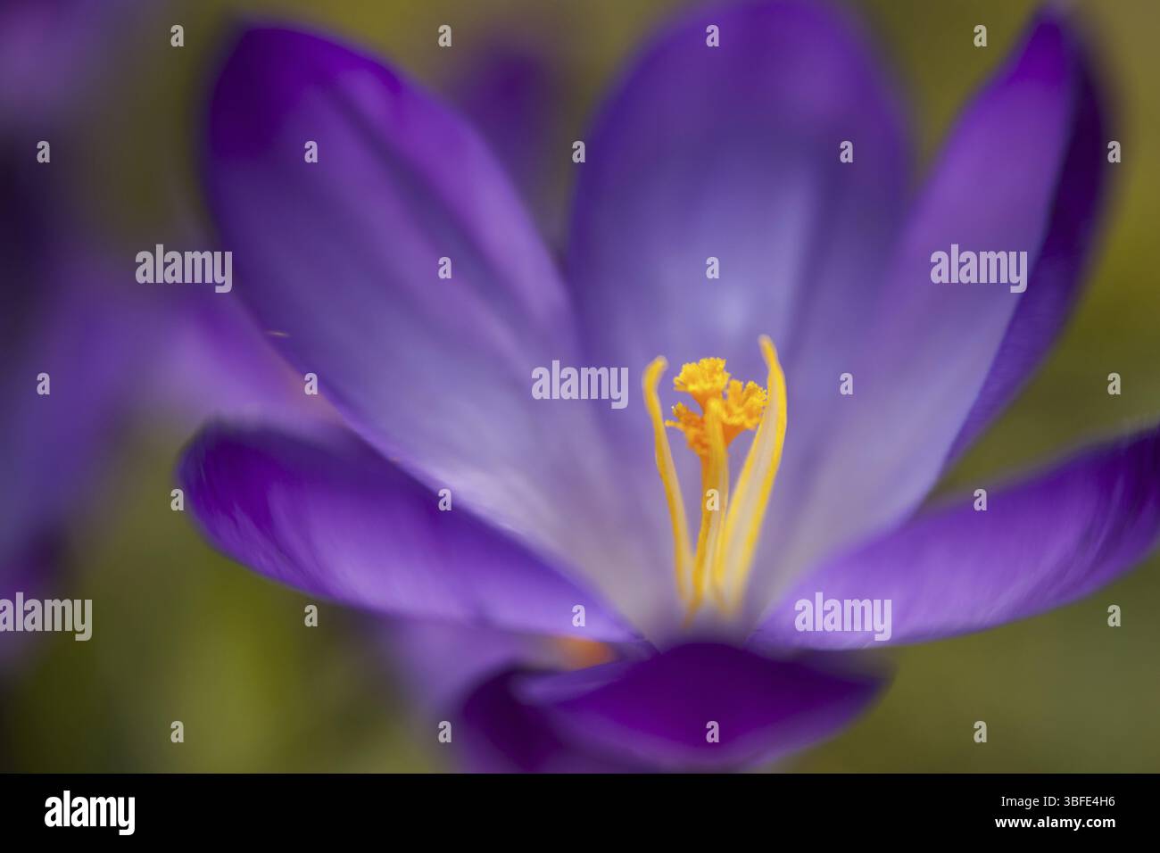 Fiore di cocco (Crocus L.) Foto Stock