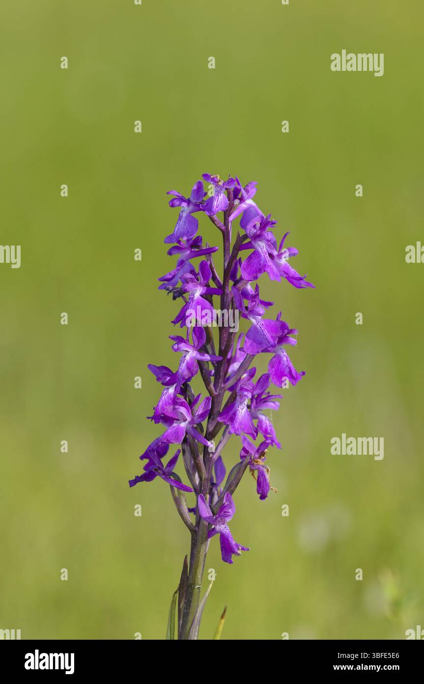 Orchidea robusta (Orchis palustris ssp. Robusta) Foto Stock