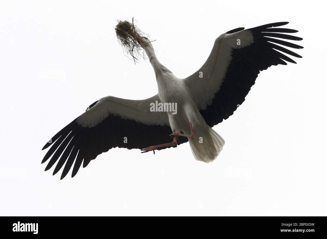 Cicogna bianca (Ciconia ciconia) Foto Stock