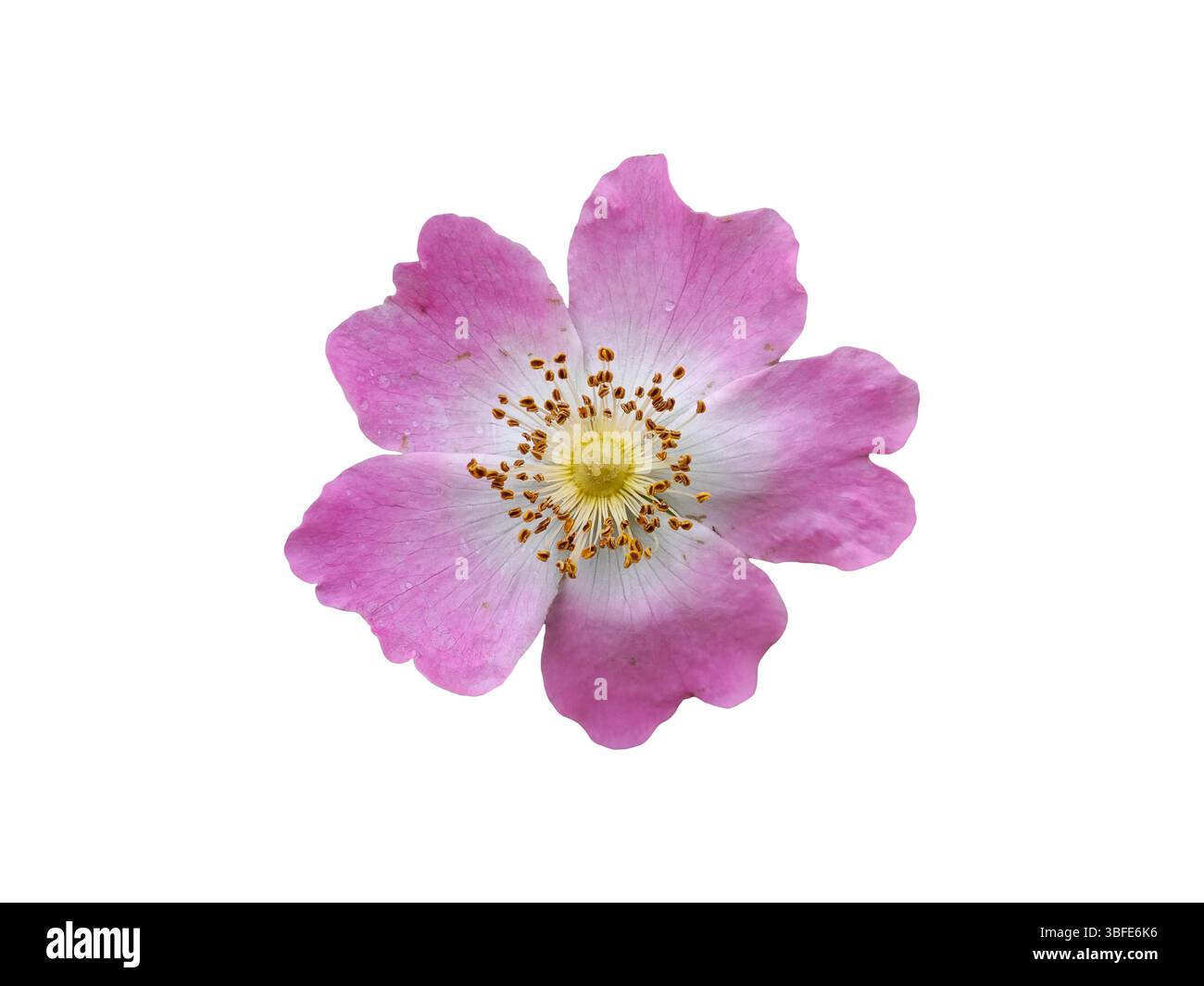 Un vivace fiore rosa con delicati petali rivela un centro giallo dorato, elegantemente esposto su uno sfondo bianco. Questa foto di bellezza naturale Foto Stock