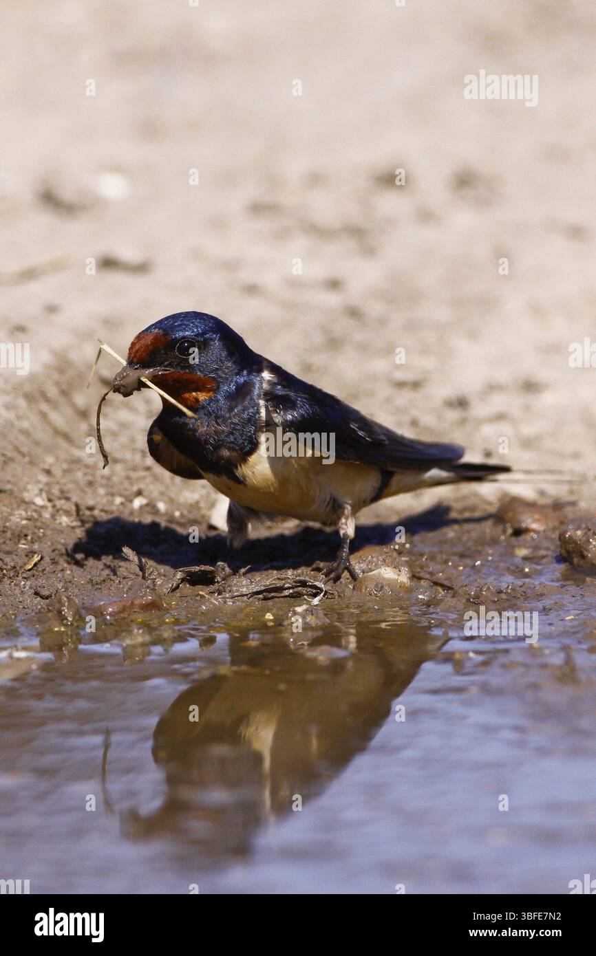 Barn Swallow (Hirundo rustica) Foto Stock