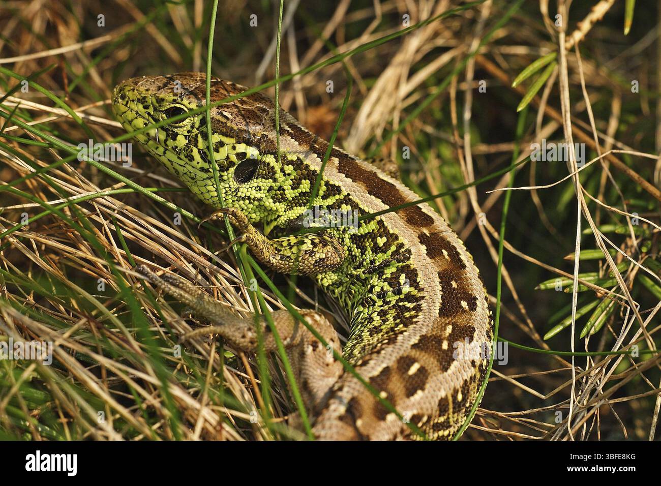 Lucertola di sabbia, maschio, stagione di accoppiamento (Lacerta agilis) Foto Stock