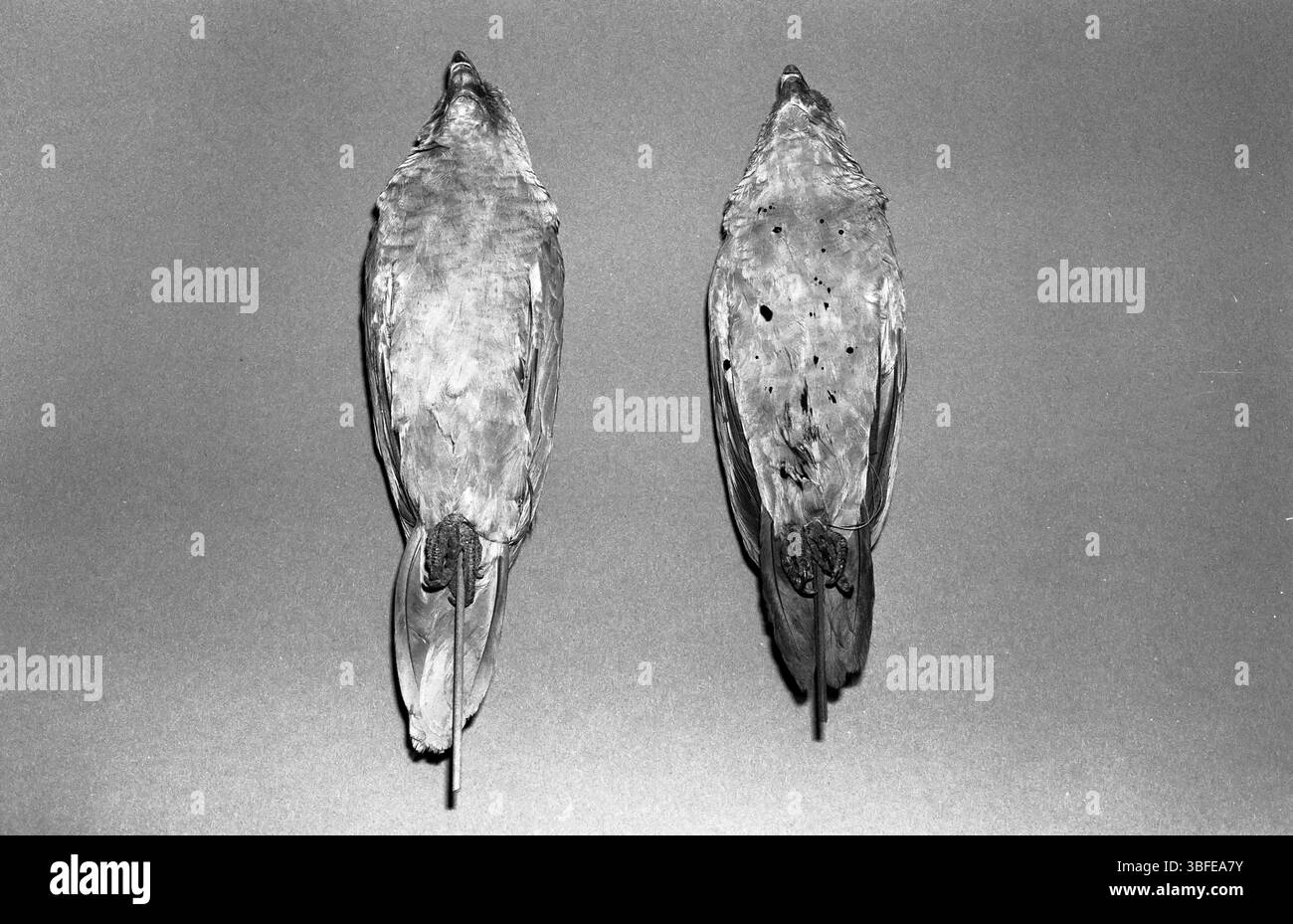 Immagine Amazon UV con fronte rosso (Amazona autumnalis) Foto Stock