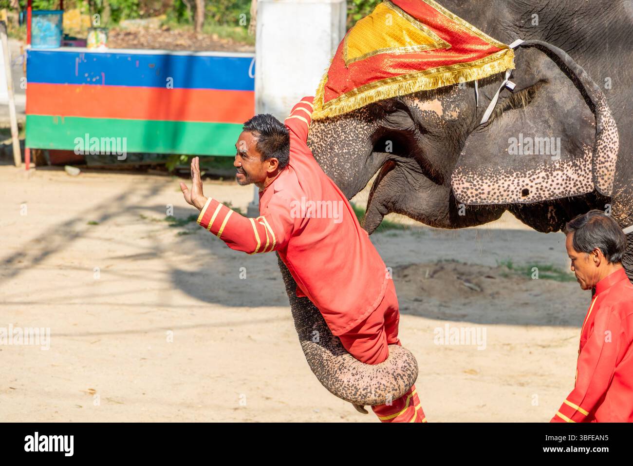 SAMUT PRAKAN, THAILANDIA, 18 MAGGIO 2019, l'elefante porta il domatore nel suo tronco Foto Stock