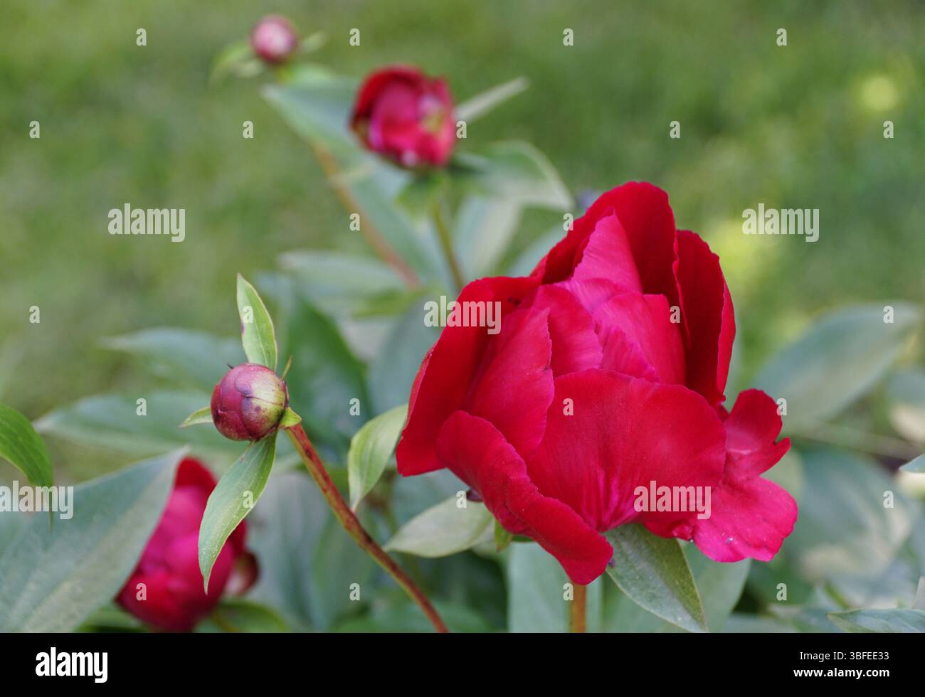 Un vibrante colore cremisi della Peonia erbacea 'Topeka Garnet', i suoi petali si dispiegano graziosamente su uno sfondo di lussureggiante vegetazione verde. Foto Stock