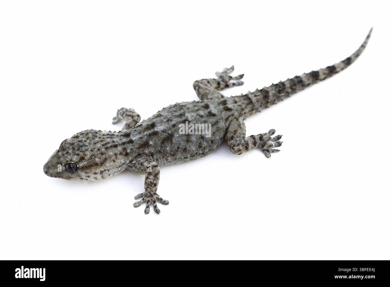 Geco da parete (Tarentola mauritanica) Foto Stock