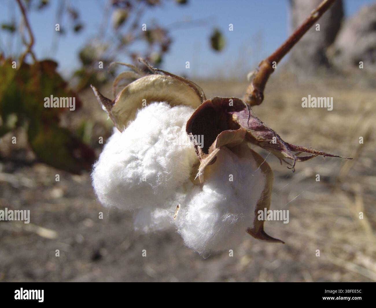 Cespuglio di cotone, cotone comune (Gossypium herbaceum africanum) Foto Stock