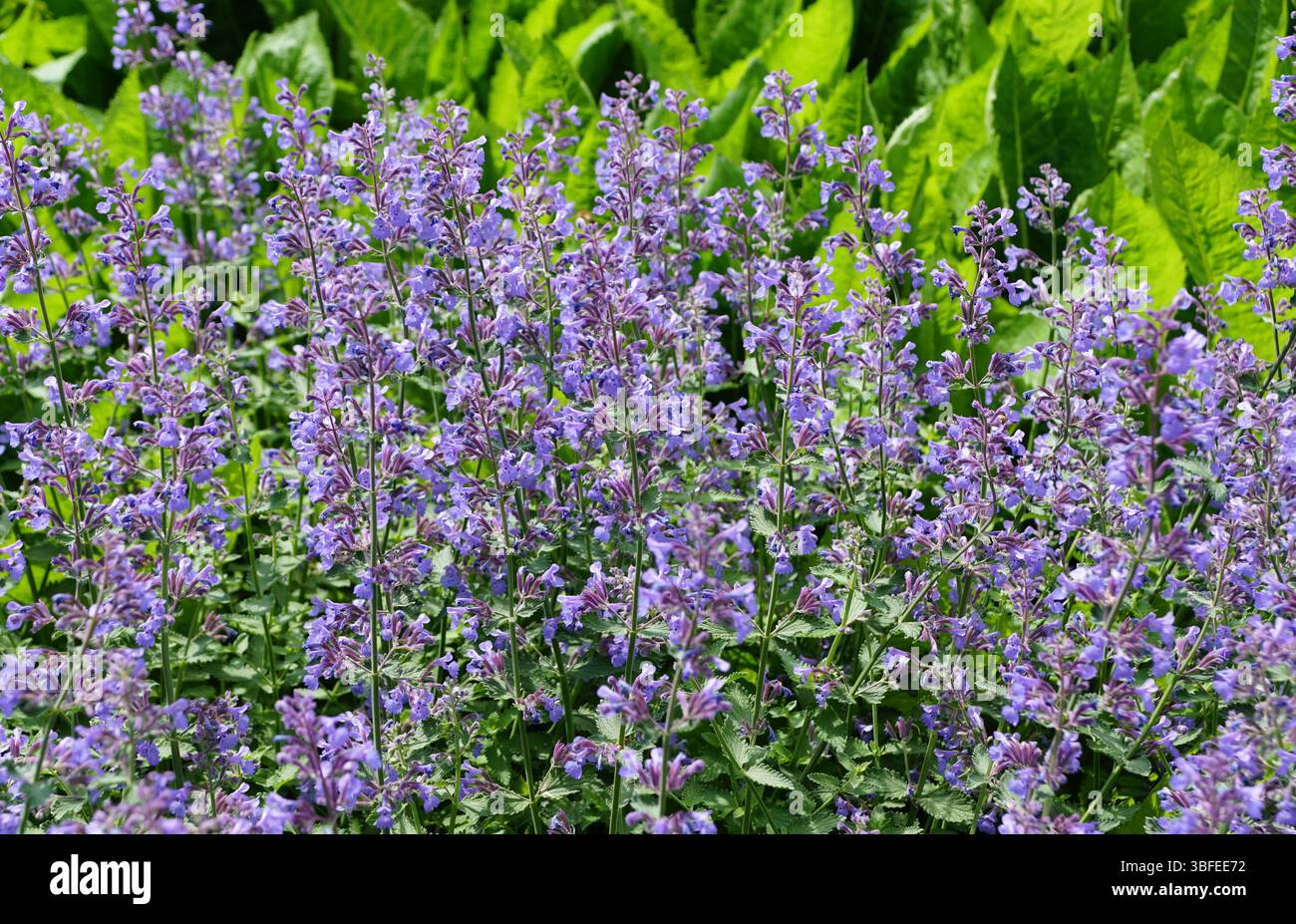 Una vivace mostra di fiori di menta, che mostrano una profusione di fiori di lavanda. Foto Stock