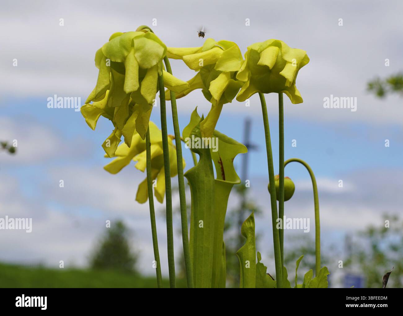 Un gruppo di piante a caraffa gialle mostra i loro delicati fiori cadenti sullo sfondo di un cielo azzurro. Foto Stock