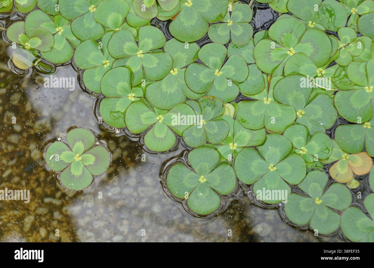 Vista ravvicinata di Water Clover Marsilea mutica, che mostra gli intricati motivi e le vivaci sfumature verdi delle foglie. Foto Stock