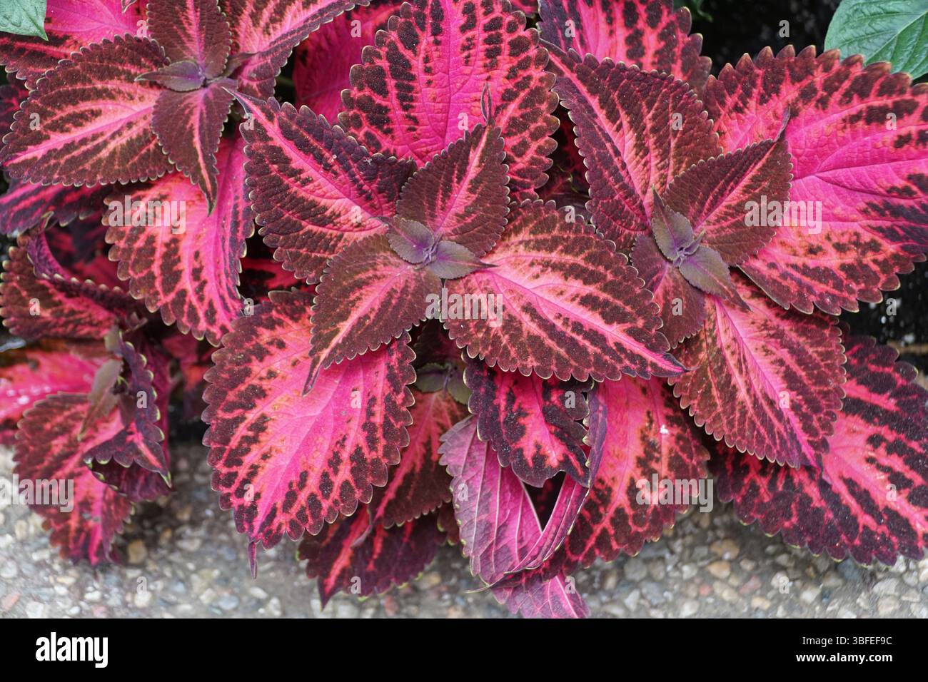 Un primo piano della torcia Coleus Kingwood, che mette in risalto i motivi rosa e Bordeaux a contrasto. Foto Stock
