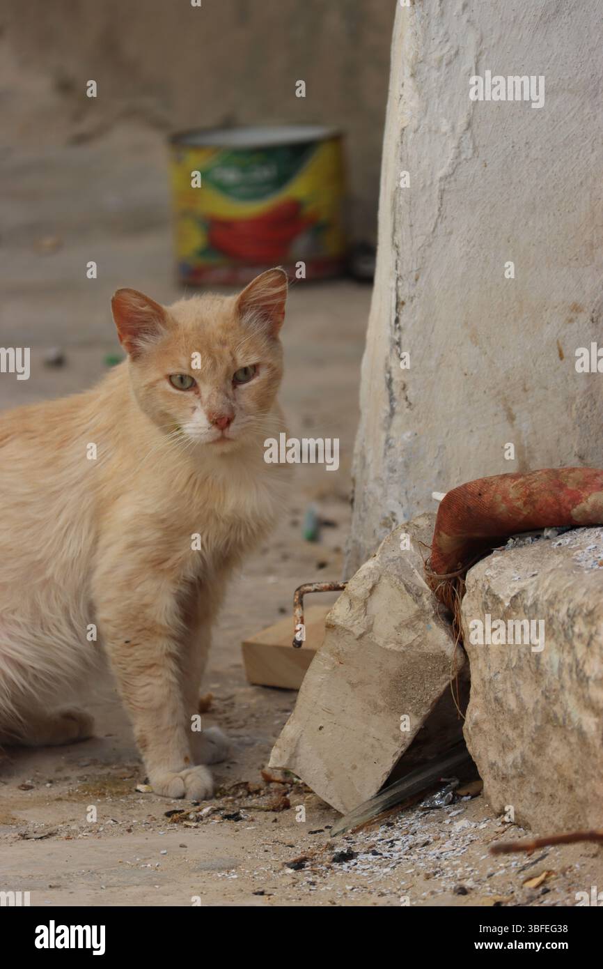 Gatto selvatico che posa vecchie rocce nelle vicinanze in Tunisia Foto Stock