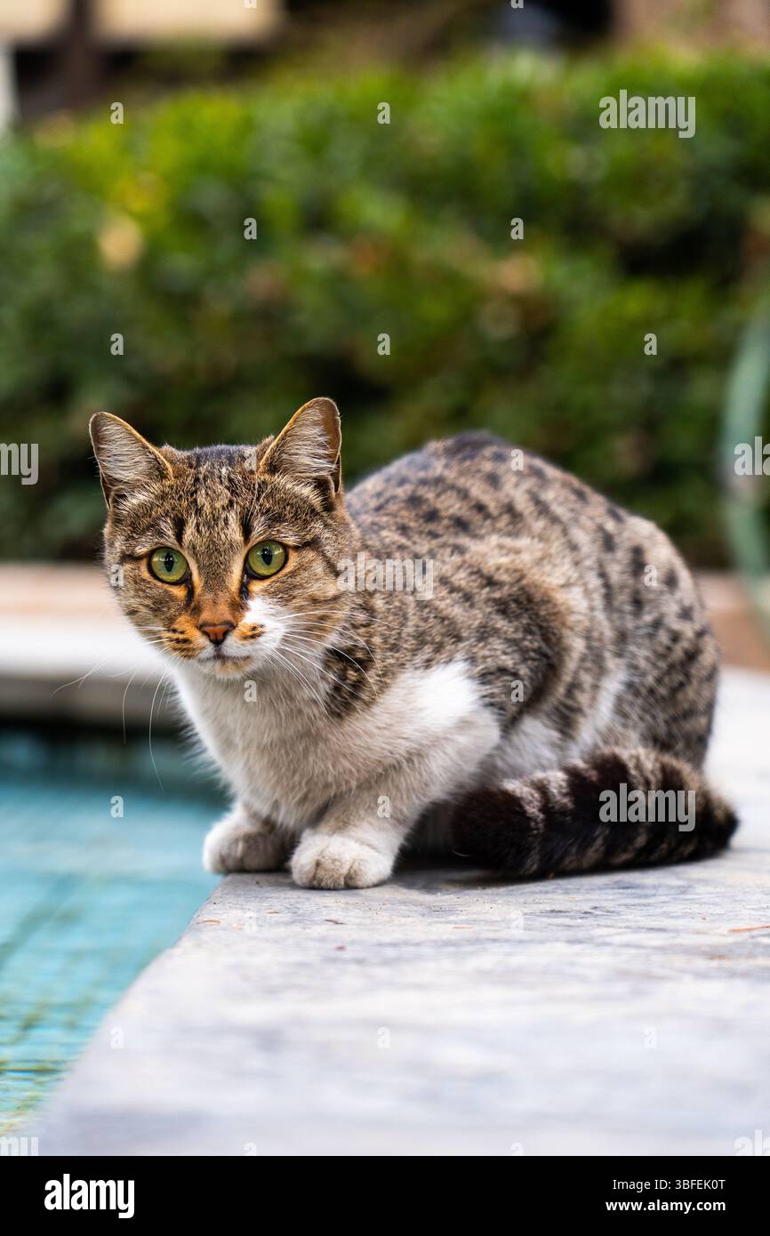 Gatto da tavola dagli occhi verdi accovacciato accanto alla piscina d'acqua con piastrelle blu Foto Stock