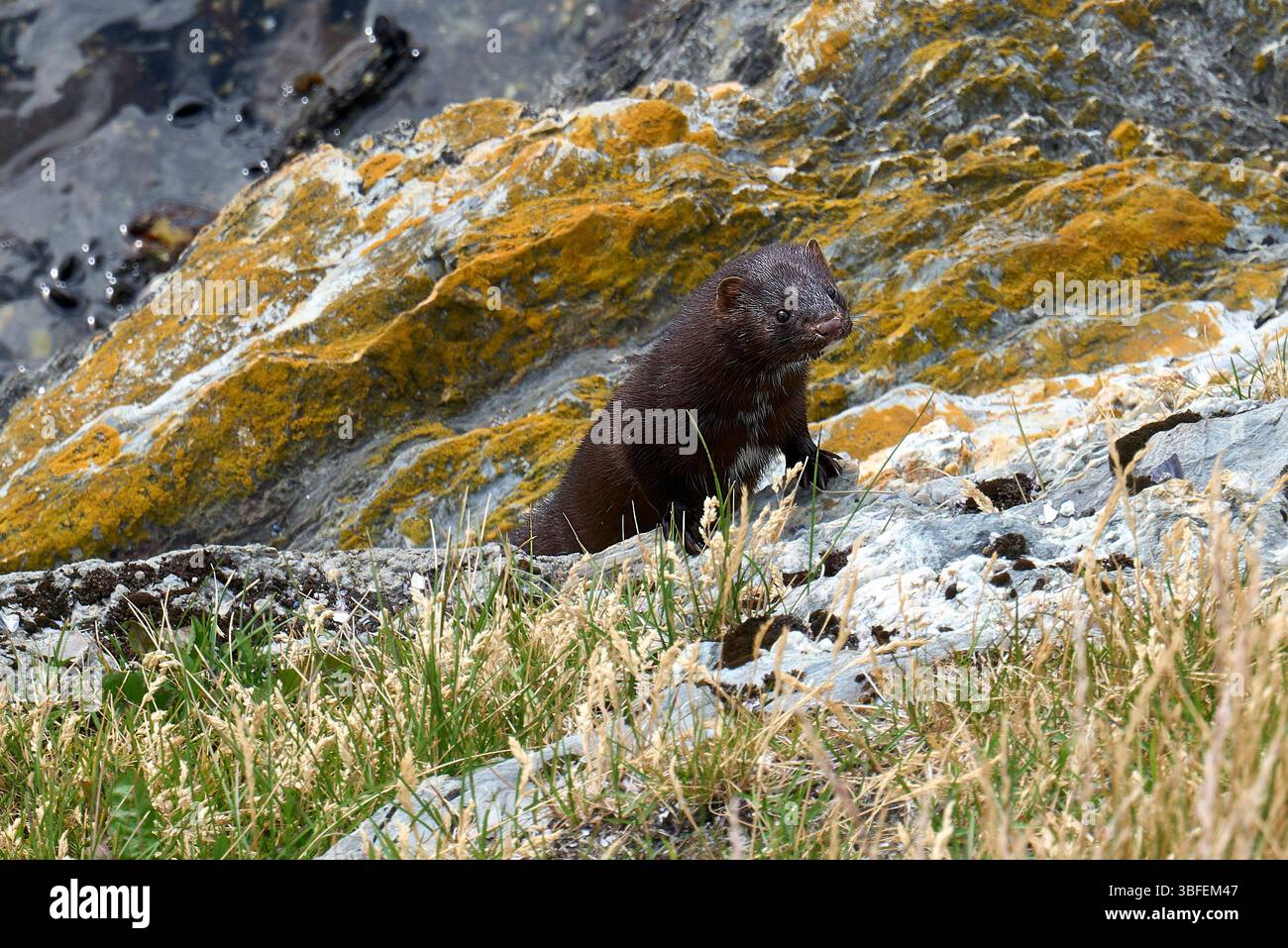 Un visone americano (Neogale Vison) nel Parco Nazionale della Terra del fuoco, Argentina. Foto Stock