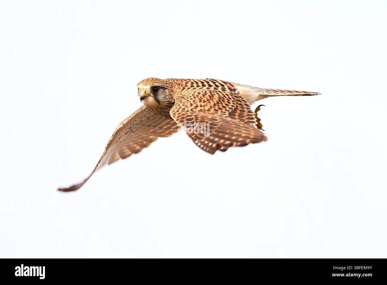 Attacco di lancio kestrel comune (Falco tinnunculus). Bird of Prey Foto Stock