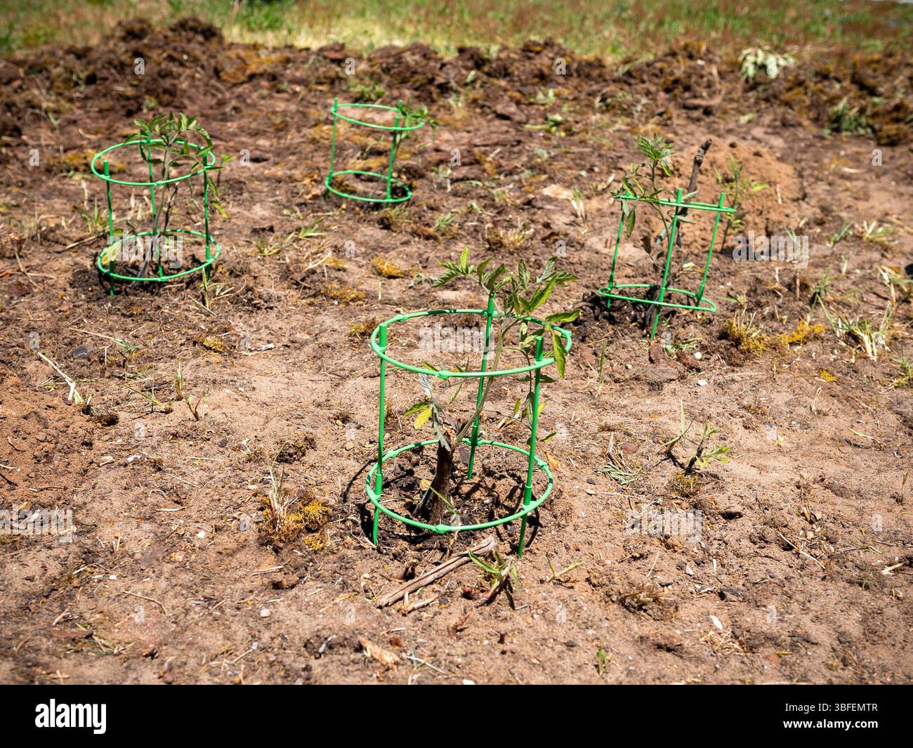 Più giovani piante di pomodoro che crescono in terra aperta con gabbie di sostegno verdi, simboleggiano le prime fasi del giardinaggio e dell'agricoltura Foto Stock