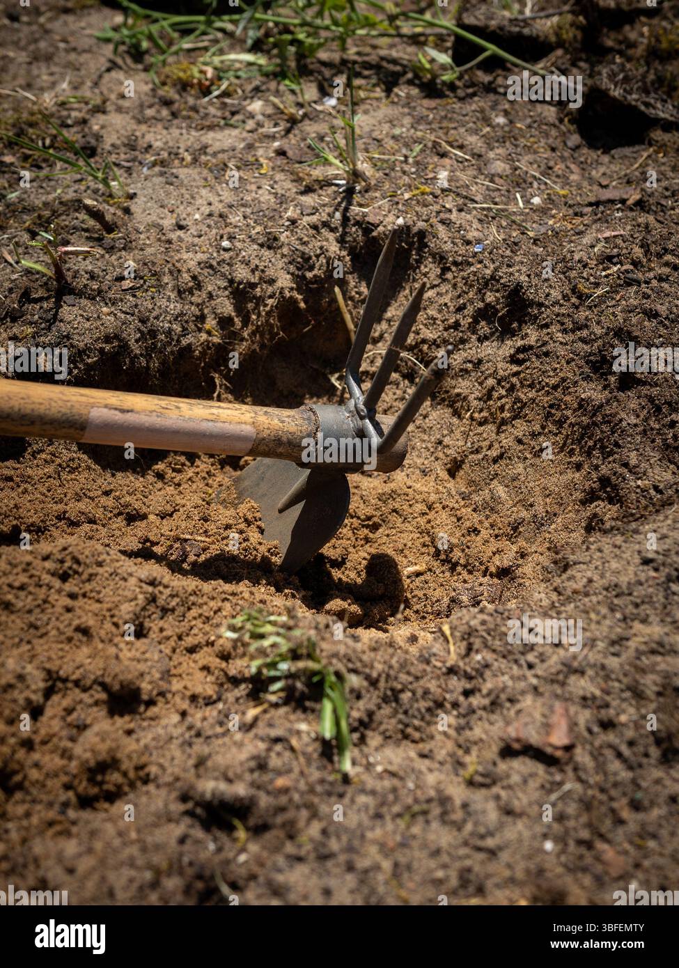 Primo piano di una zappa che lavora terreno secco in un letto da giardino. La terra si sta preparando per piantare in una giornata di sole Foto Stock