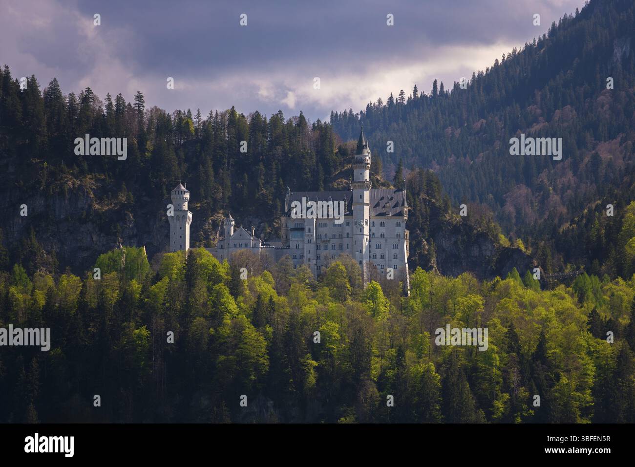 Il castello di Neuschwanstein sorge maestosamente dalla fitta foresta, Schwangau vicino a Fuessen, Ostallgaeu, Svevia, Baviera, Germania, Europa Foto Stock