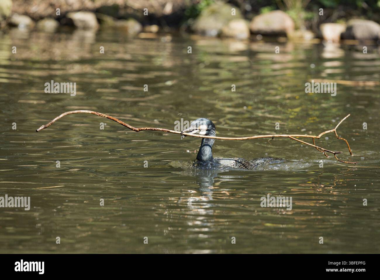 Cormorano (Phalacrocorax carbo) Foto Stock