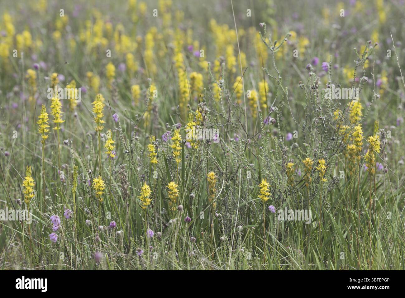 Giglio paludoso (Narthecium ossifragum) Foto Stock