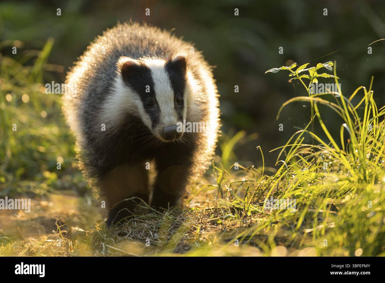 Badger, giovane tasso (Meles meles) Foto Stock