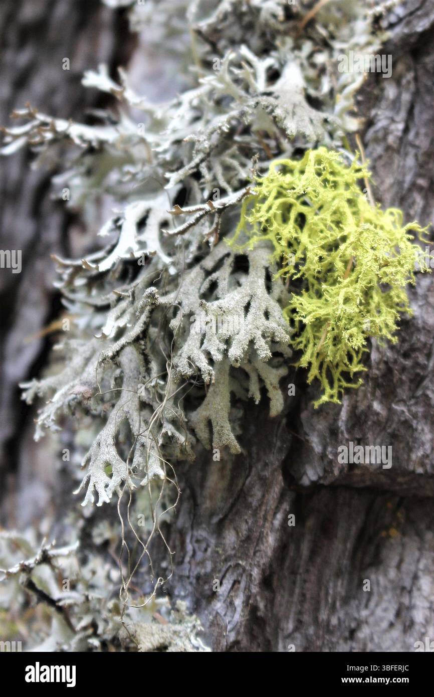 Lupo lichen (Letharia vulpina) Foto Stock