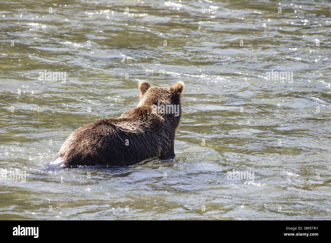 Orso grizzly in Canada (Ursus arctos) Foto Stock
